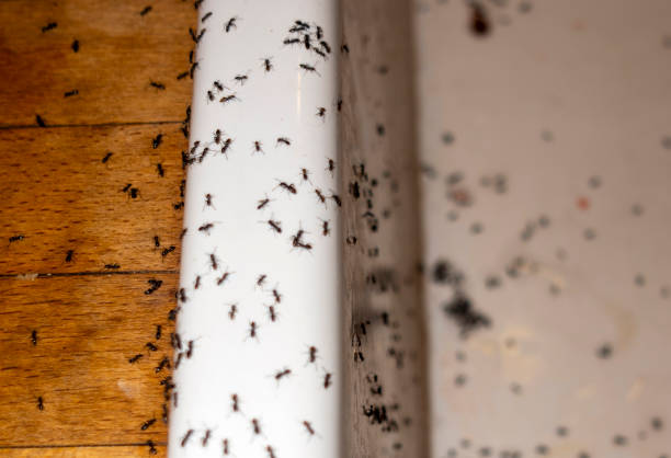 Best Pest Prevention Services  in Tehachapi, CA