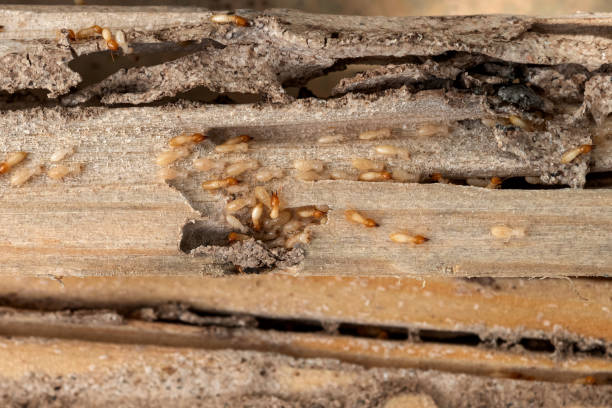 Best Pest Control for Businesses  in Tehachapi, CA
