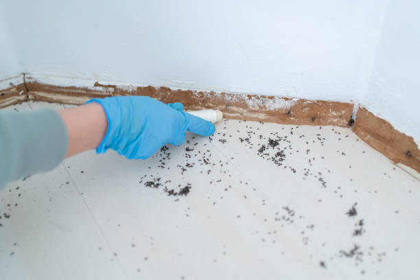 Best Emergency Pest Control  in Tehachapi, CA